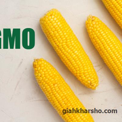 ذرت هایی که میخوریم همه تراریخته اند!!!