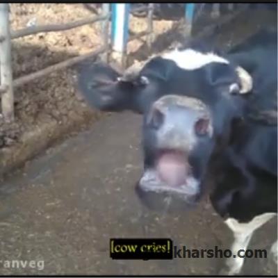 با دیدن این کلیپ، با لبنیات خداحافظی کنید